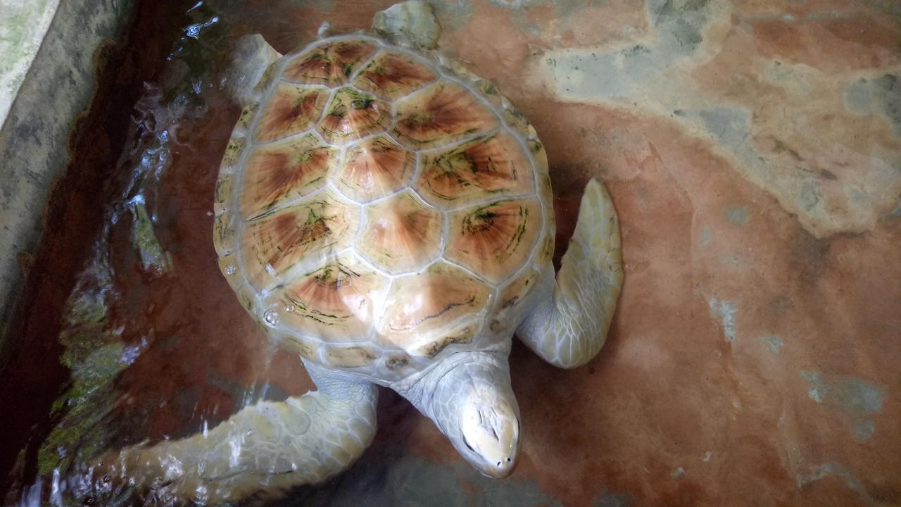 Mahi Villa Bentota Luaran gambar